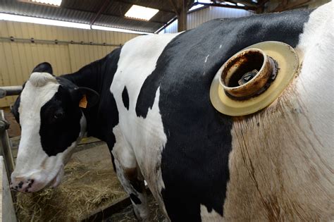 vache hublot quebec|Les « vaches à hublot » devraient disparaître .